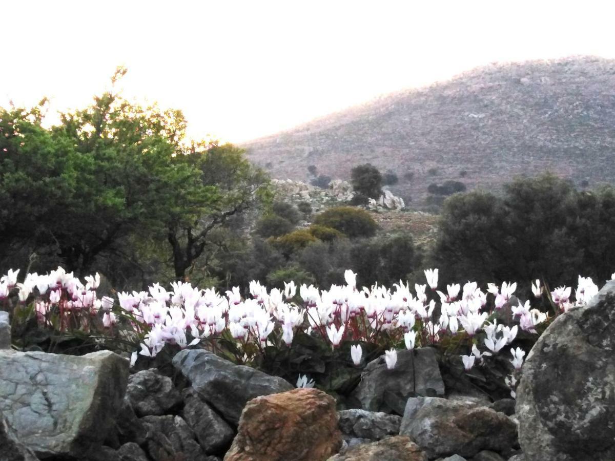 Tilos Island House Megálon Choríon Eksteriør billede